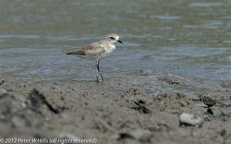 Plover Kentish (Charadrius alexandrinus) non-breeding - India - World Bird Photos