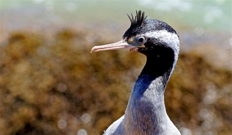 Shag Spotted | During breeding the spotted shag looks regal … | Flickr