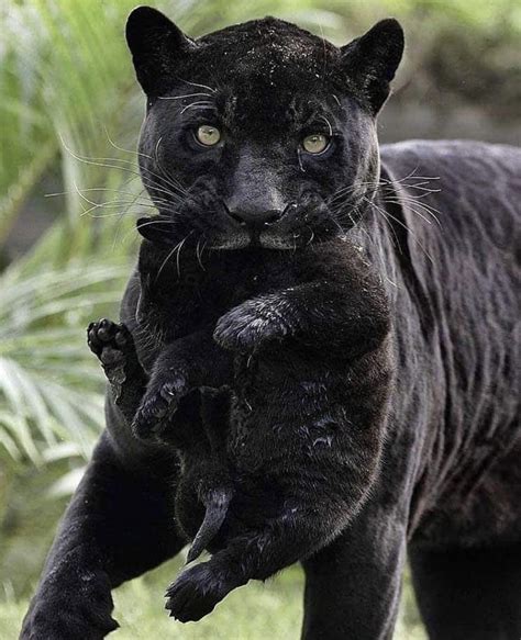 Black Panther with its cub : r/pics