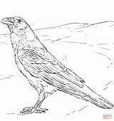 Raven coloring Page  Free Printable Coloring Pages sketch template