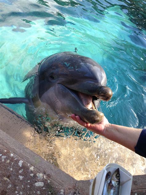 Dolphin feeding at Sea World | Dolphins, Sea world, Animals wild