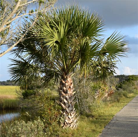 Using Georgia Native Plants: Native Palms of Georgia