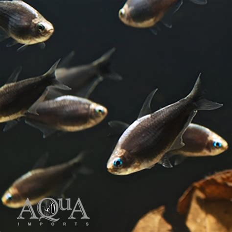 Black Emperor Tetra (Nematobrycon palmeri ‘black’) – Group of 5 Fish ...