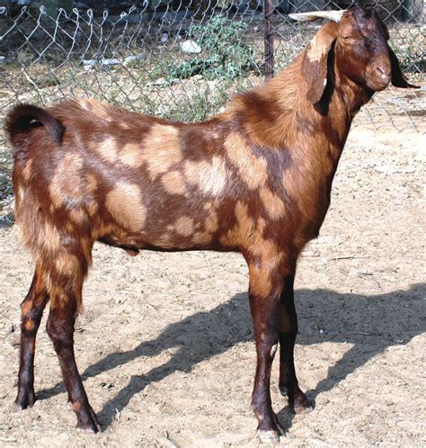 jamnapari goat - Google Search | Goats, Goat farming, Indian goat