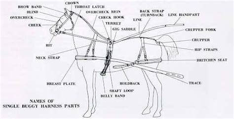 Harness Labeled Parts - Driving Miniature Horses - Lil Beginnings ...