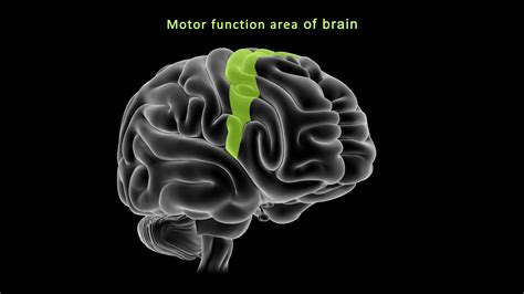 Motor Cortex Function and Location