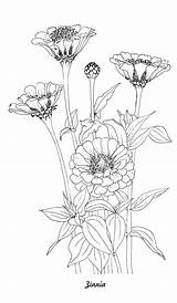Zinnia Elegans coloring Page Free Printable Pages – Artofit sketch template