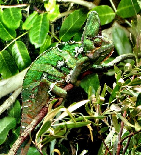 chameleon camouflage1 | Free stock photos - Rgbstock - Free stock images | TACLUDA | September ...