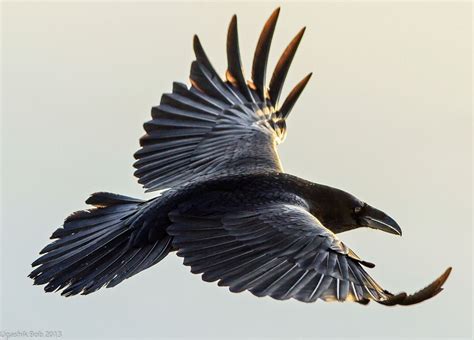Crow Art, Bird Art, Beautiful Creatures, Beautiful Birds, Animals Beautiful, Gorgeous, Corvo ...
