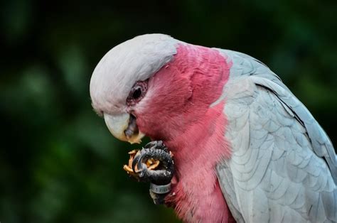 Premium Photo | Parrot tropical bird