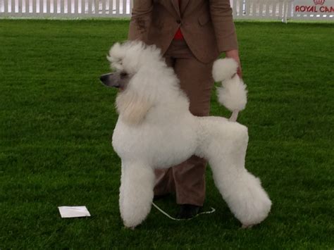 File:Poodle, white standard 02.jpg - Wikimedia Commons