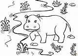 Hippo Coloring Page  Free Printable Coloring Pages sketch template