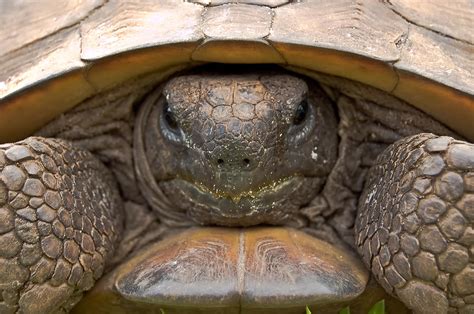 Creative Florida Living: The Florida Gopher Tortoise