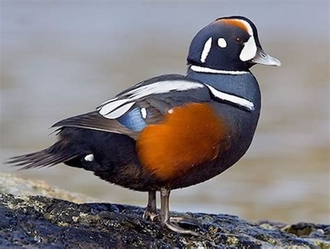 Harlequin Duck - Sea Duck Joint Venture