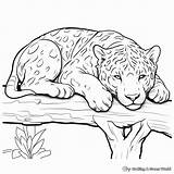 Black Jaguar Coloring Page Free Printable Pages sketch template