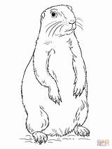 Prairie Dog Standing coloring Page  Free Printable Coloring Pages sketch template
