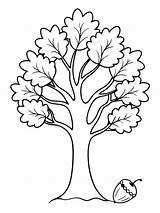 Oak Acorn colouring Book Pages For Children And Adults With Vector  sketch template