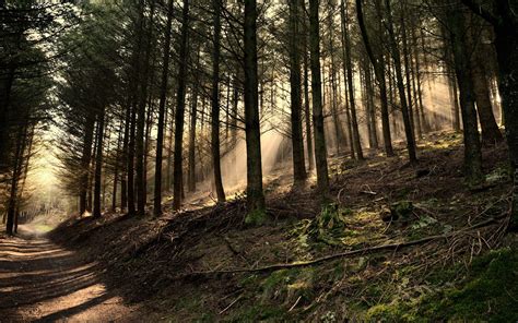 Old forest | Forest background, Dark wood wallpaper, Tree nature wallpaper