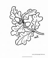 Oak Leaf Coloring Page sketch template