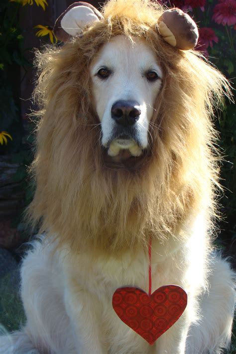 Bentley posing as the cowardly lion from Wizard of Oz with a heart | Dog halloween costumes, Dog ...