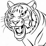 Fierce Tiger Roaring Coloring Page  Pagescom sketch template