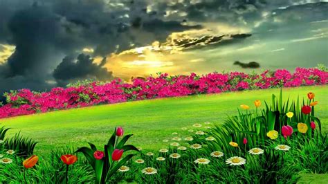 Beautiful Natural Flower Garden, Dream Background Video - 861 ...