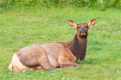 Roosevelt Elk in Ecola State Park on the Oregon Coast Stock Image - Image of wildlife, point ...