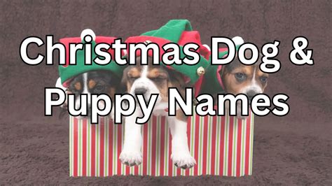 250+ Christmas Dog & Puppy Names (Cute, Unique, Festive, and More!)