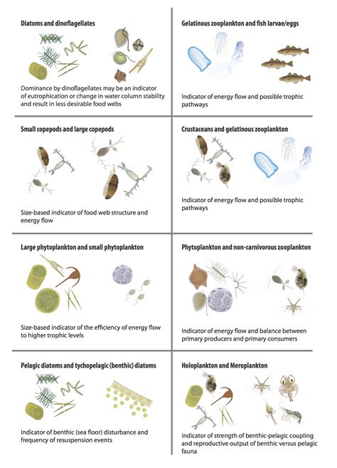 Zooplankton Vs Phytoplankton Sciencing