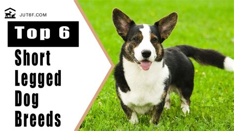 Top 6 Short Legged Dog Breeds | Dog breeds, Breeds, Short legs