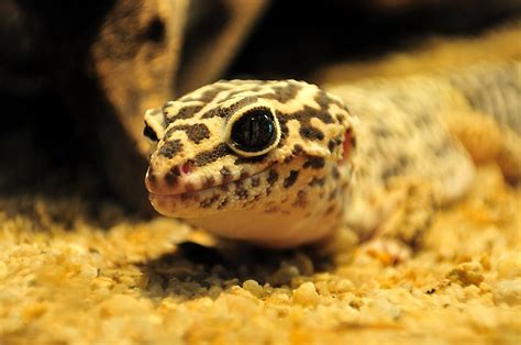 Choosing a Leopard Gecko Substrate