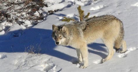 Yellowstone wolves mark 20 years
