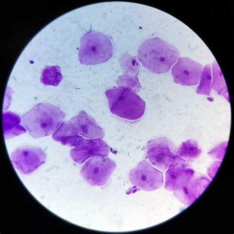 human oral epithelium smear prepared slides, H&E Stain, wholesale