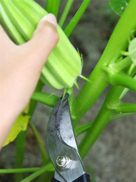 Okra: Planting, Growing, and Harvesting Okra Plants | The Old Farmer's Almanac