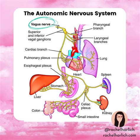 5 Key Concepts in Polyvagal TheoryPolyvagal Theory (created by Stephen Porges and written ...