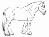 warmblood Horse  Google Search coloring Pages Drawings sketch template