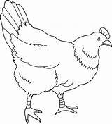 Hen Coloring Sheet Pages sketch template