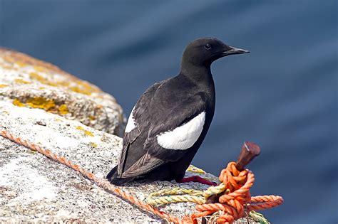 Black Guillemot Bird Animal - Free photo on Pixabay - Pixabay