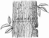 How To Draw A Tree Bark Step By Drawing Bar  Vrogueco sketch template