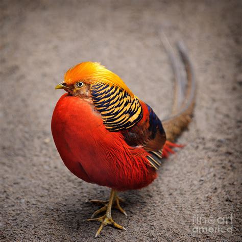 The Golden Pheasant Photograph by Ari Salmela