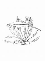 Aquarium Fish Xiphophorus coloring Page sketch template