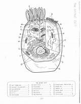 Animal Cell Coloring Diagram sketch template