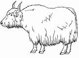 Realistic Yak Coloring Page  Free Printable Coloring Pages For Kids sketch template