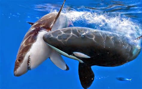 Orca - HD Wallpapers | Earth Blog