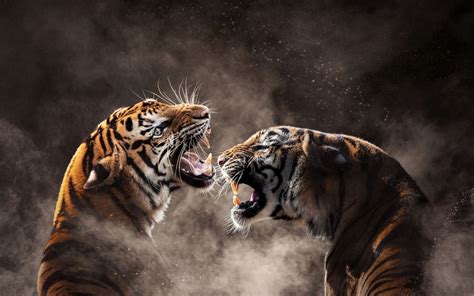 Tigers Wallpaper 4K, Roaring, Bengal Tiger