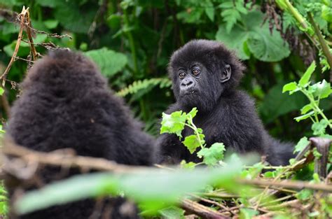 Gorillas could become extinct within 10 years - LifeGate