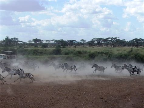 Zebra stampede-Get out of their way! | Smithsonian Photo Contest | Smithsonian Magazine