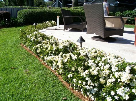 gardenia hedges - Google Search | Dwarf gardenia, August beauty gardenia, Small garden landscape