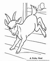 Boer Goat Coloring Pages Cute Goats And Drawings sketch template