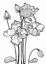 Floral Coloring Line Drawing Stock Illustration  Of Black sketch template